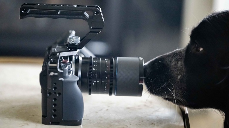 A dog sniffing the Nikon Zr with lens and camera cage attached.