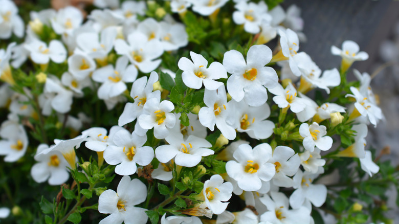 blossoming white bacopa cabana plant