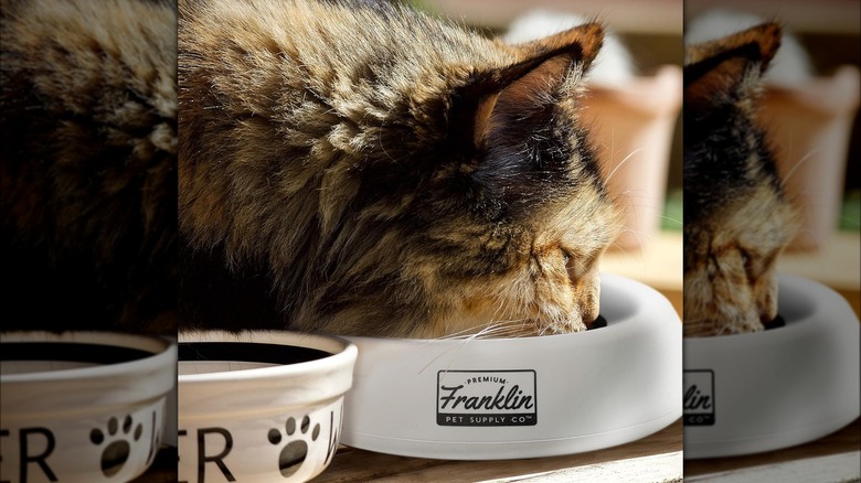 cat drinking out of bowl