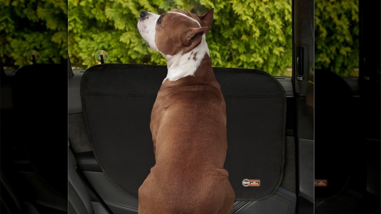 dog looking out window