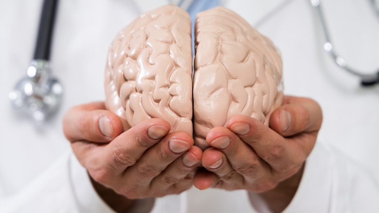 Doctor holding model brain