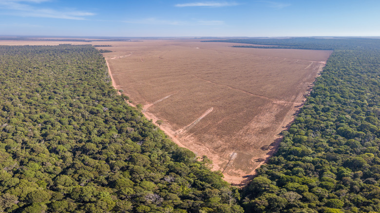 Cleared rainforest for agriculture in Brazil