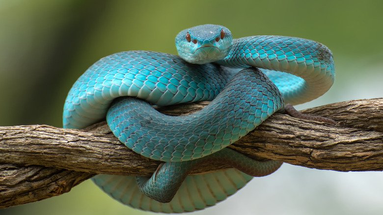 A green pit viper coiled on a tree branch