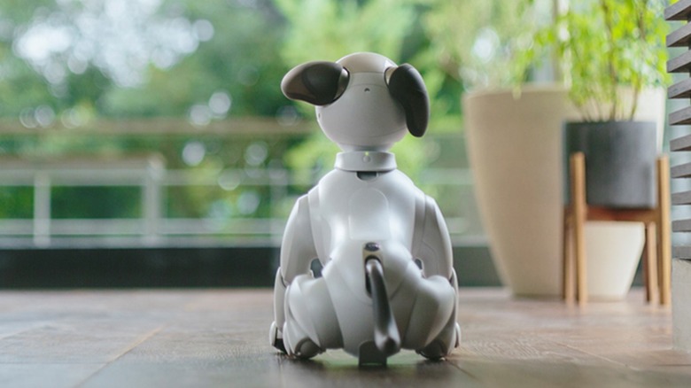 Sitting Aibo robot rear