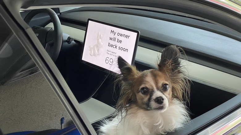 tesla dog mode
