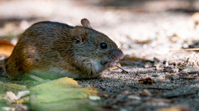 A mouse outside eating food