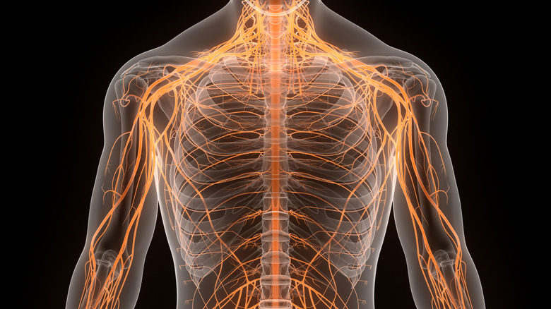 Digital Human Body Representation