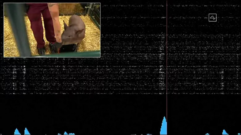 Neuralink pig test