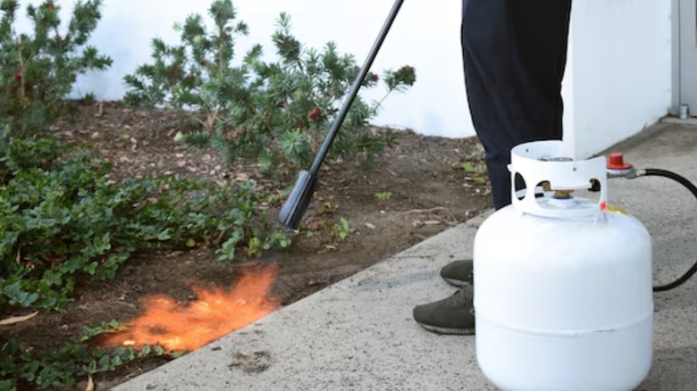 Person burning weeds with propane torch