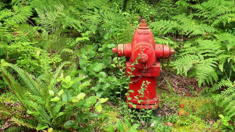 a red fire hydrant