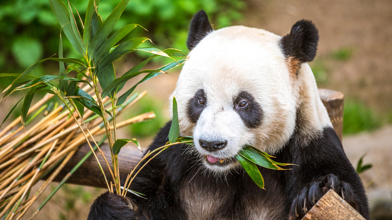 Panda eating at Everland Park