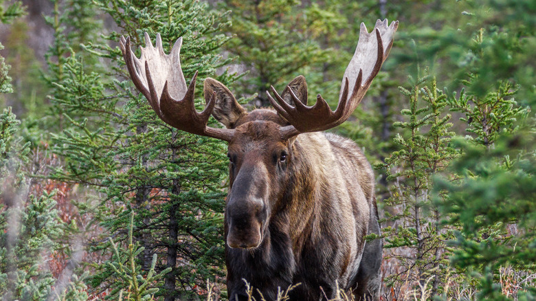 Moose in the woods