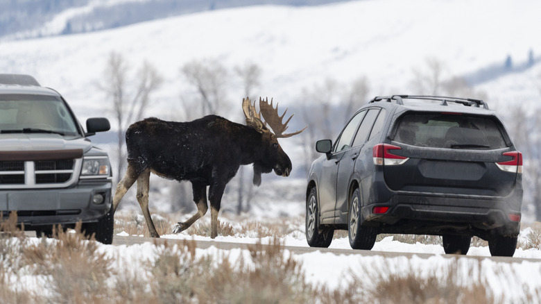 Moose approacking car