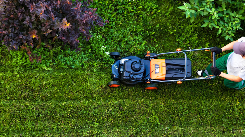 Top view of gardener in uniform with lawnmower mowing lawn in garden.