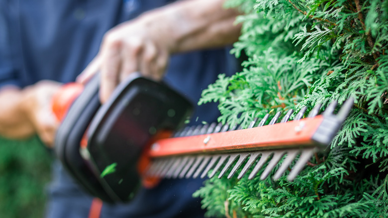 Man using hedge trimmer