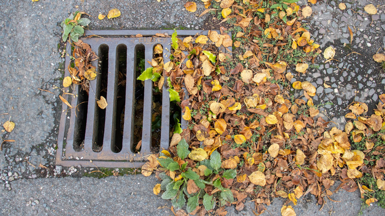 Outdoor drain gate half covered in autumn leaves