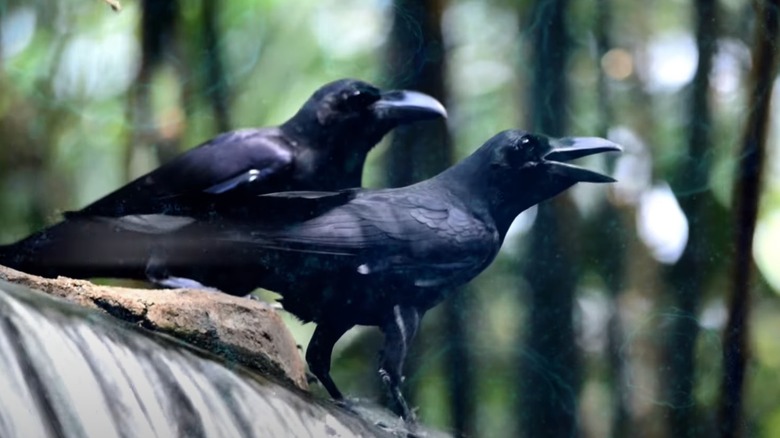 Birds landing in a stream