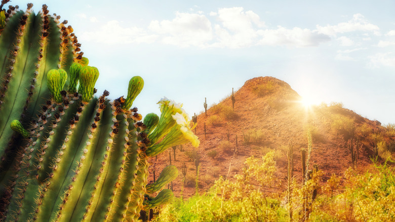 a sunny desert landscape in phoenix arizona