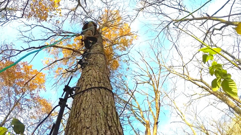 A man setting up a tree stand with climbing sticks