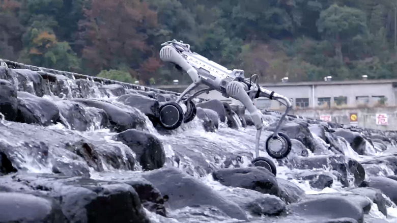 Unitree B2-W going upstream