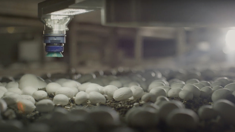 4AG mushroom picking robot hand hovers above mushrooms ready to pick them.