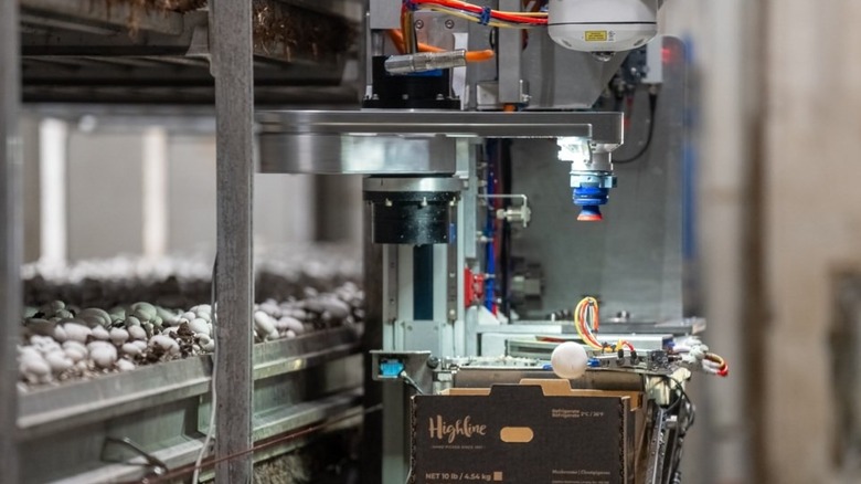 A 4AG Robotics mushroom-picking robot in the middle of its harvesting process.