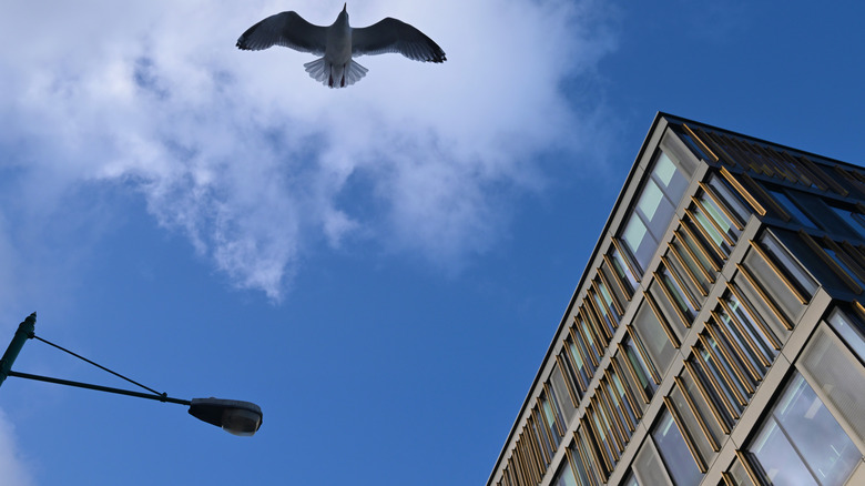 twitter hq building dublin seagull