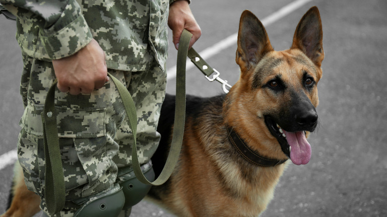 A military dog standing next to a soldier