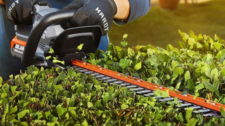 Man using Atlas hedge trimmer