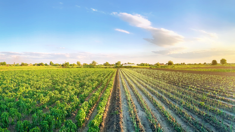 Crop field