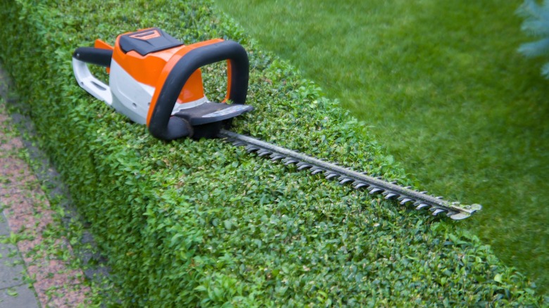A hedge trimmer on a hedge