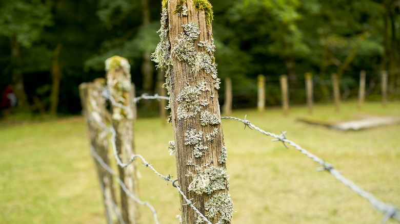 Wood wire fencing on field