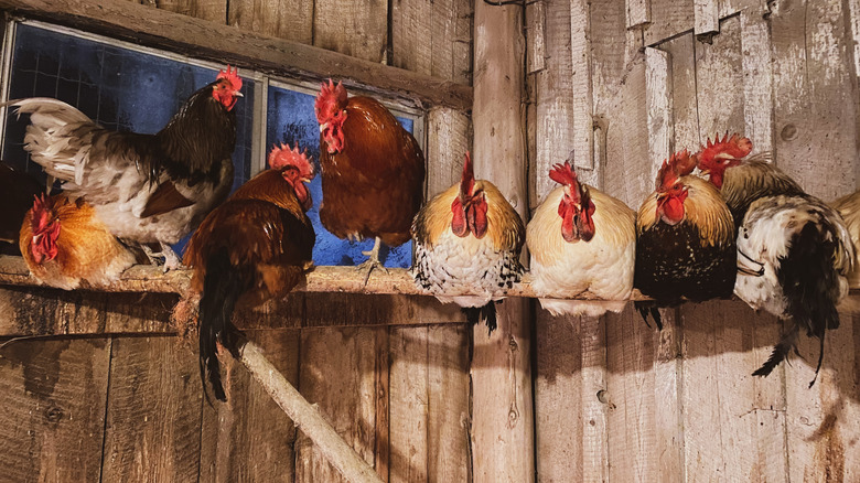 Chickens roosting together inside a coop