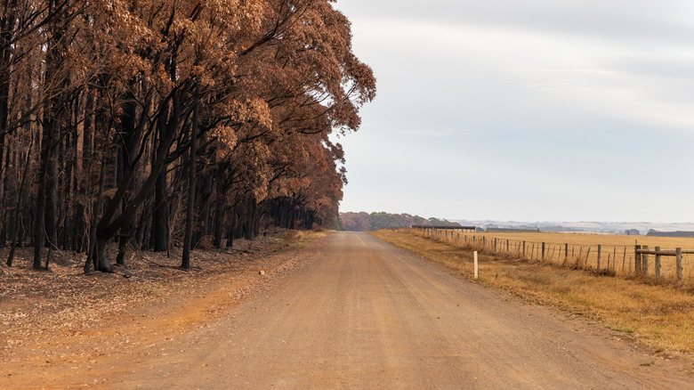 An image of a country road in autumn with no markings.