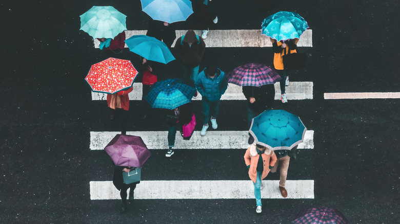 People walking on zebra crossing carrying umbrella