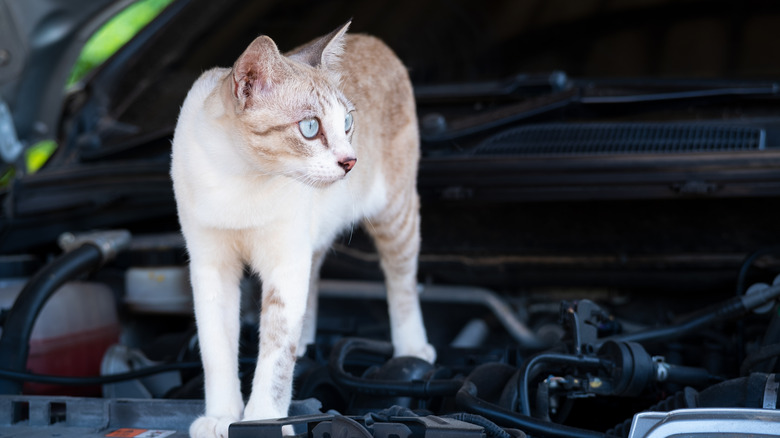 Cat standing guard under hood of car