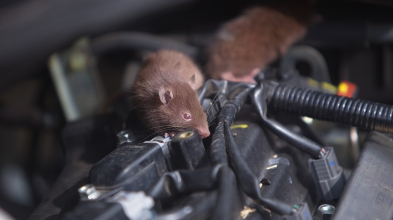 Mice eating wiring under hood of car