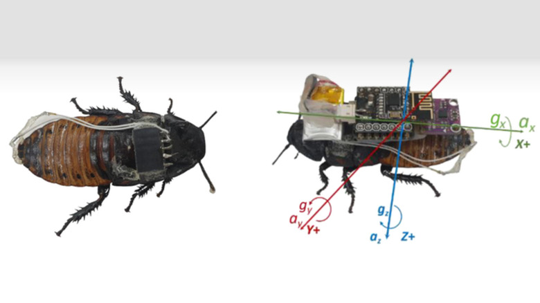 cockroaches with electronic implants