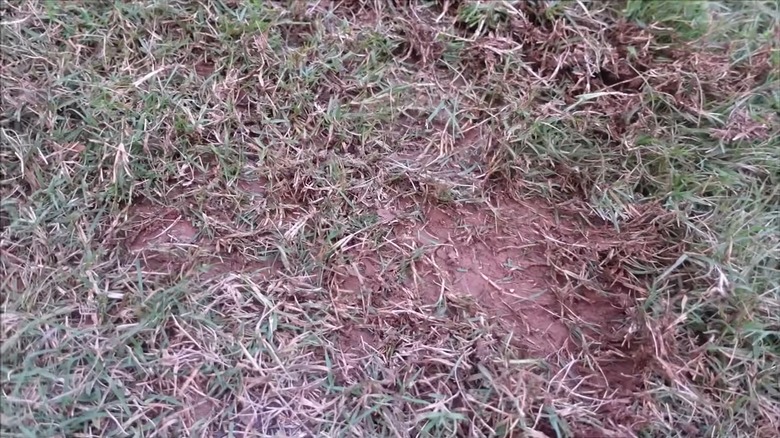 A Divot In The Grass Caused By A Zero Turn Mower Wheel