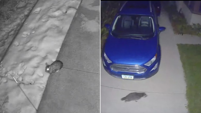 Security camera screenshots