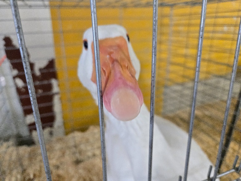 Goose in cage