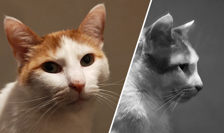 Two photos of a cat.