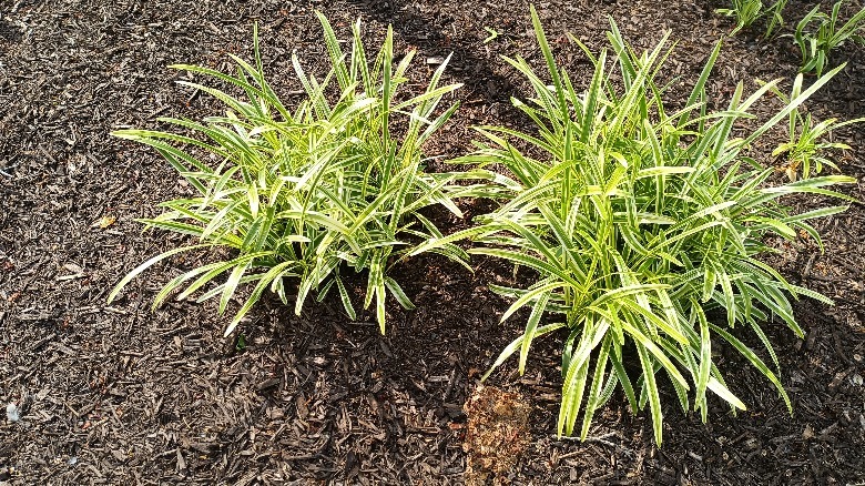 Picture of green plants with long blades on top of mulch