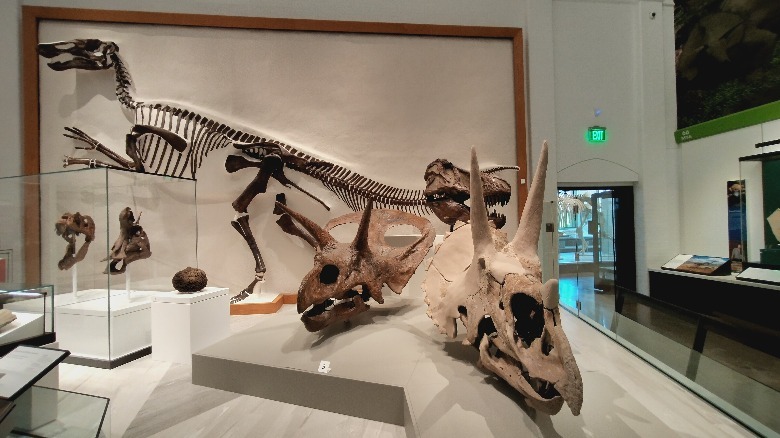 A photo of dinosaur bones taken inside with the HMD Skyline.