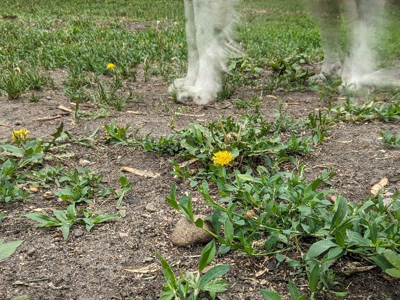 dock legs on dirt and grass