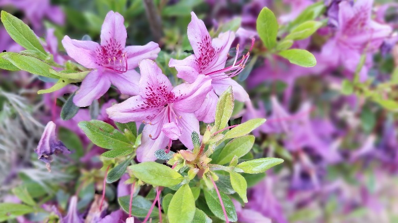 Closeup of purple flowers