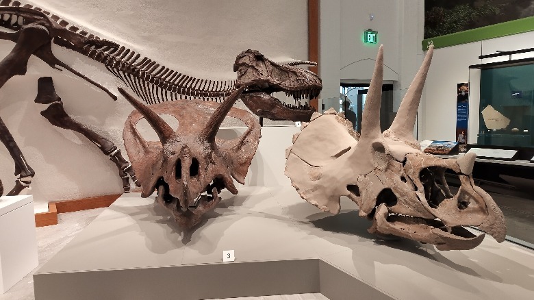 A photo of dinosaur fossils showing the 2x telephoto zoom.
