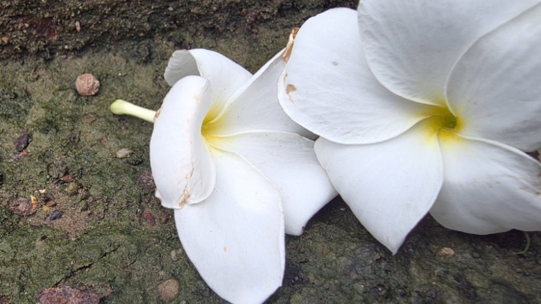 Camera sample from Samsung Galaxy Z Fold 7.