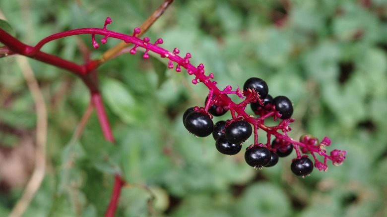 Positive Film Preset