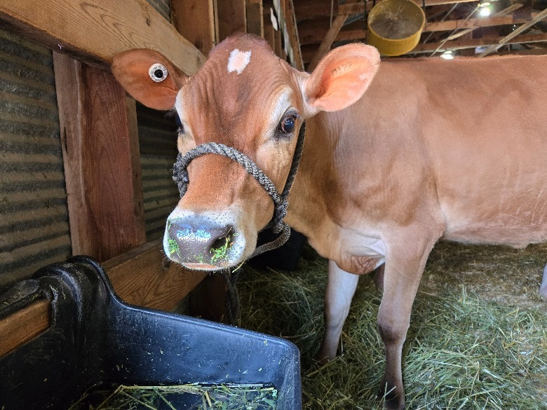 Calf in hay in barn